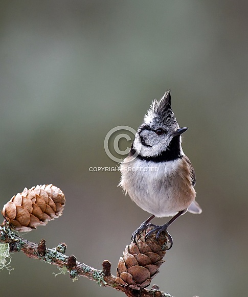 Crested Tit Crested Tit