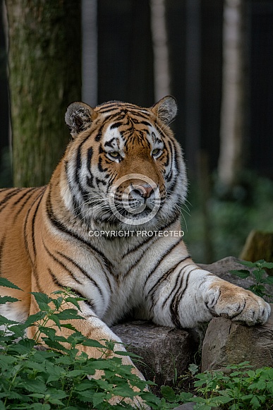 Amur Tiger