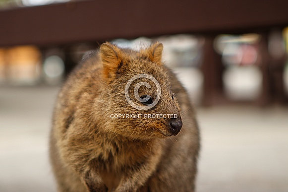 Quokka