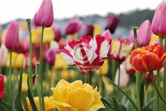 Colourful Tulips Colourful Tulips