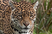 Jaguar Face Shot