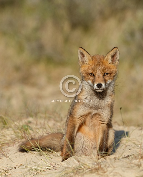 Juvenile Red Fox
