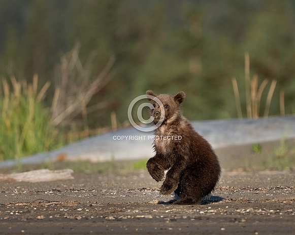 Small bear cub sitting up Small bear cub sitting up