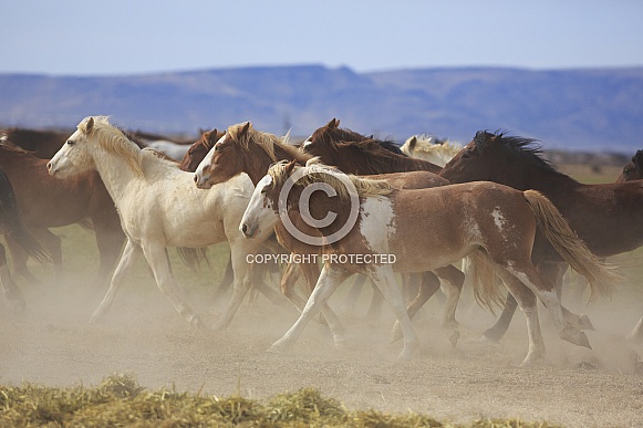 Wild Ranch Horses Wild Ranch Horses
