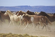 Wild Ranch Horses