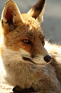 Red Fox