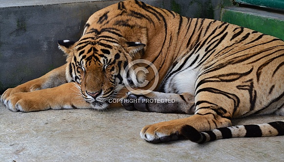 Bengal Tiger