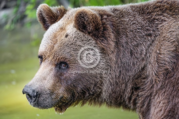 Profile of a bear Profile of a bear