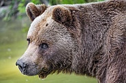 Profile of a bear