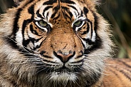 Sumatran Tiger Close Up Facial Shot