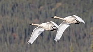Trumpeter Swan Pair flying in Alaska