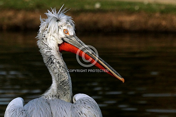Dalmatian Pelican Dalmatian Pelican