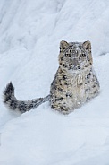 Snow Leopard cub
