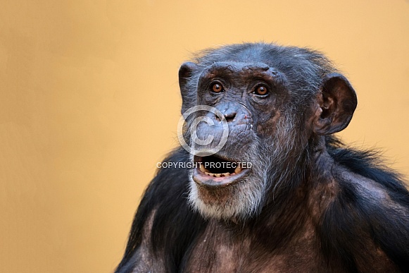 Chimpanzee (Pan troglodytes)