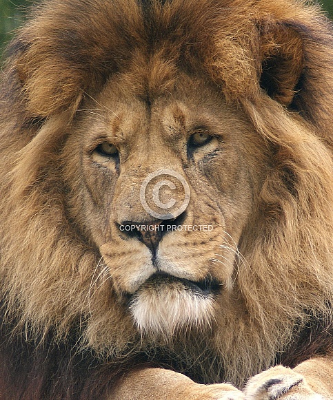 African lion
