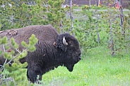 Yellowstone Bison Profile