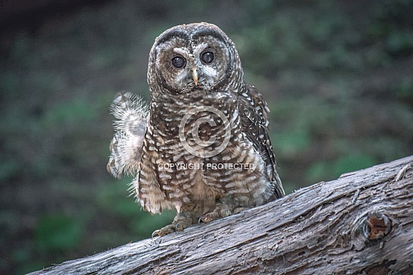 Northern Spotted Owl (Strix occidentalis caurina)