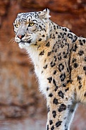 Snow Leopard