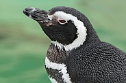 Magellanic Penguin Close Up Side Profile