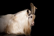 Pygmy Goat Portrait