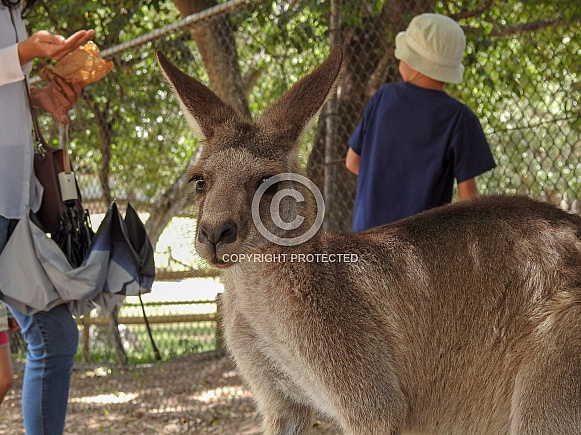 Kangaroo