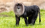 Lion Tailed Macaque Full Body Standing