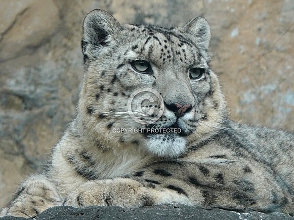 Snow Leopard