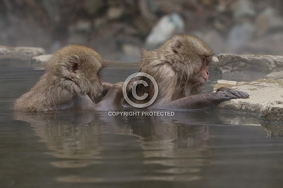 Snow monkey in hot spring Snow monkey in hot spring