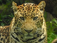 Javan Leopard