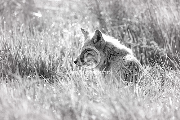 Red Fox-Red Fox in High Key Red Fox-Red Fox in High Key