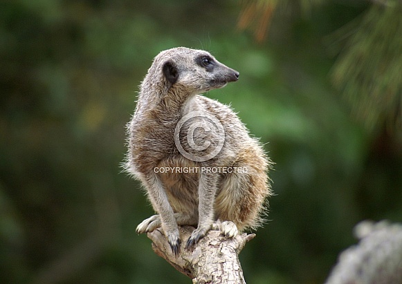 Meerkat