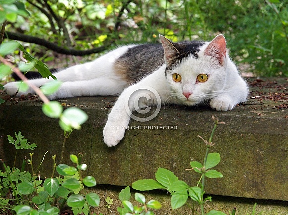 Cat on a graveyard