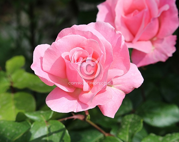 Pink Rose