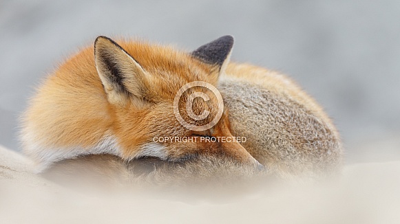 Red fox Red fox
