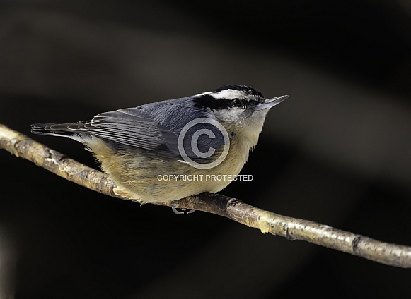 Red-breasted Nuthatch in Alaska Portrait