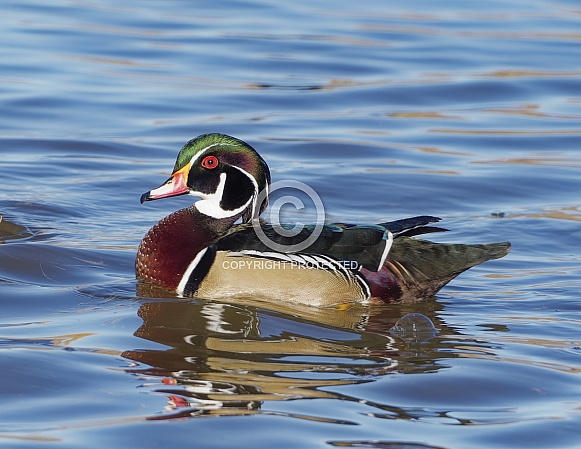 Male Wood Duck