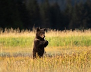 Bear cub in a field standing and playing with part of a fish