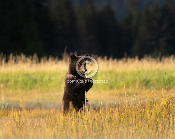 Bear cub in a field standing and playing with part of a fish Bear cub in a field standing and playing with part of a fish