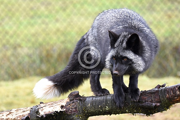 Red Fox - Silver Phase Red Fox - Silver Phase