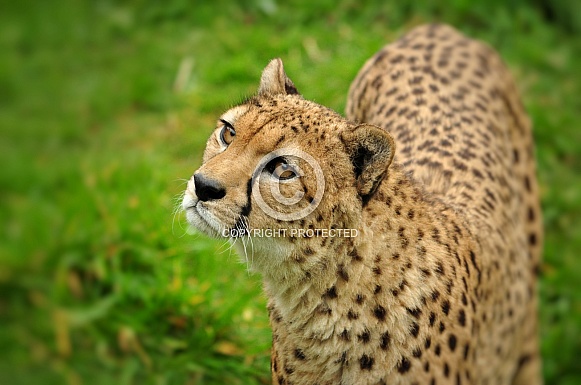 Cheetah (Acinonyx jubatus)