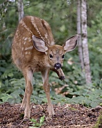 Baby Blacktail Deer Fawn in the Woods