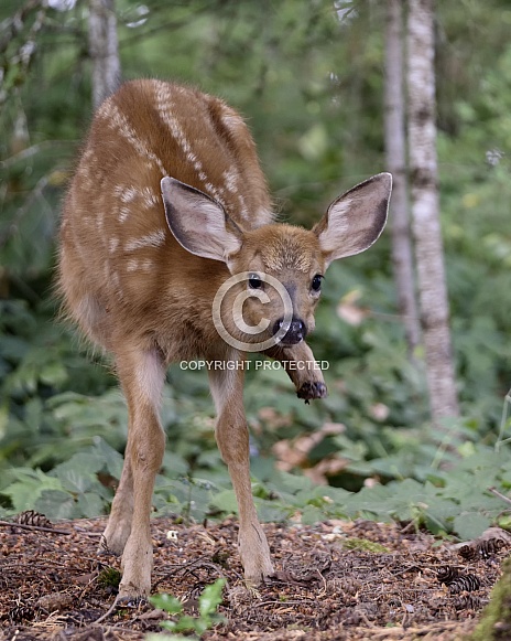 Baby Blacktail Deer Fawn in the Woods