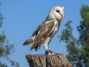 Australian Barn Owl