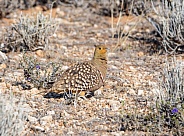 Namaqua Sandgrouse