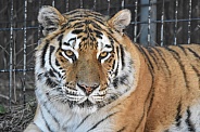 female Amur Tiger