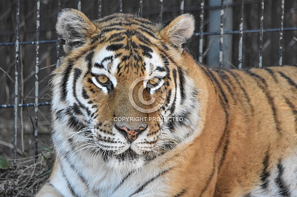 female Amur Tiger