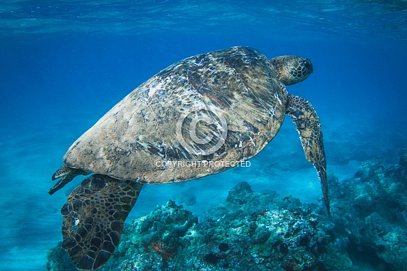 Hawaiian Green Sea Turtle Hawaiian Green Sea Turtle