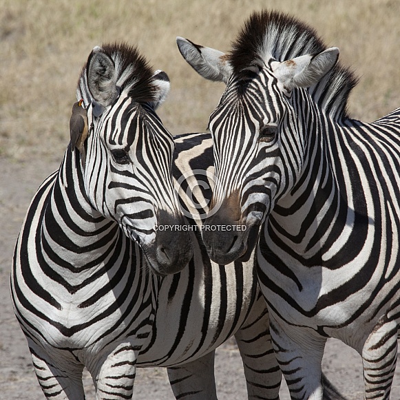 Plains Zebra (Equus quagga)
