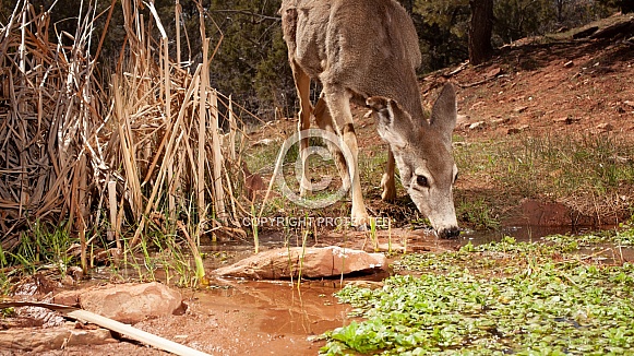 Mule deer, Odocoileus hemionus Mule deer, Odocoileus hemionus