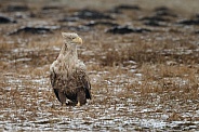 White tailed eagle or European Eagle